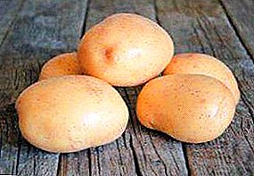 모든 경우를위한 보편적 인 감자 품종에 대한 설명 - "Tuscany"