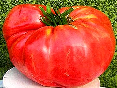 Descripción del gigante de azúcar resistente a la enfermedad del tomate: cultivar y fotografiar tomates