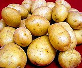Yüksek verimli patates çeşitlerinin "Hollandaca" açıklaması
