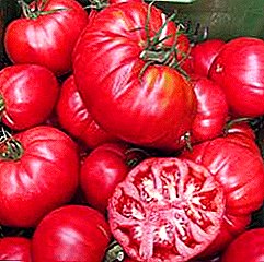 Descrição da novidade de alto rendimento da Holanda - Torbay tomato variety