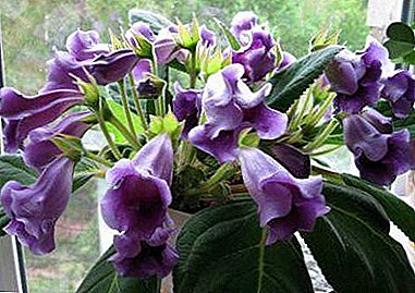 Popis vzhledu Tidea a Gloxinia, jejich odlišností a fotografií květu Tidea Violet, jakož i kvetoucích vlastností