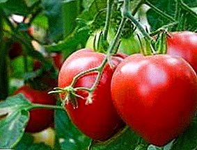 Erfahrene Gärtner empfehlen - Pink Spam Tomato: Sortenbeschreibung und Foto