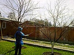 Pulverización de árboles frutales en primavera. ¿Cómo lograr una rica cosecha?