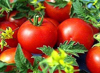 Tomate Optimale "Gina TST": cultivarea, caracteristicile, descrierea soiului