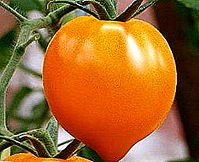 Oranžni čudež s slastnim okusom - zlato srce paradižnika: značilnosti in opis sorte, fotografija