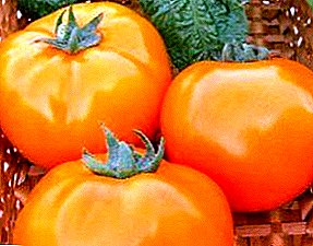 Oransje mirakel - tomat "Dina": Beskrivelse av sorten, foto