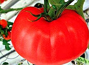 Ursprungliga frukter och speciell smak - "Tsar's Gift" -tomat: beskrivning av sort, foto, odlingsfunktioner