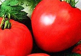 Tomat asli dan hasil tinggi "Tsar Kolok" - deskripsi varietas, foto