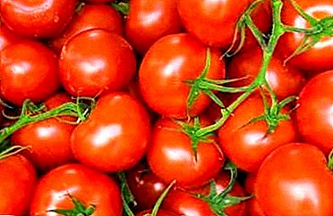 La variété originale de grandes récoltes - tomates "pommes dans la neige": description, caractéristiques, photos