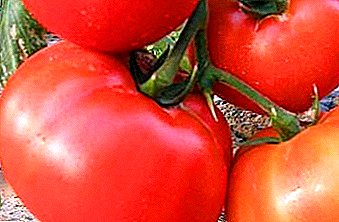 Die Haupteigenschaften der vielversprechenden Hybridsorten von Tomaten "King of Kings"
