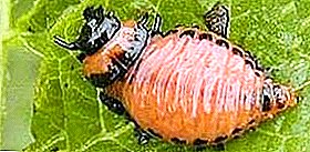 콜로라도 감자 딱정벌레의 유충을 다루는 주요 방법