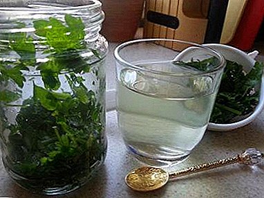 The main indications when to take parsley infusion. Cooking recipes