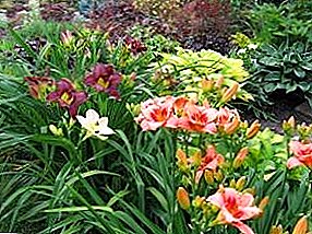 Basic rules for the care and cultivation of daylilies