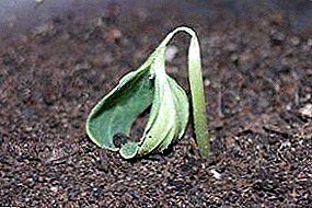De viktigste grunnene til at pepperplanter dør etter spiring? Hva å gjøre hvis bladene blir gule og visne