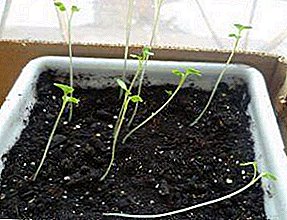 The main reasons why eggplant seedlings fall: what to do in this case, how to prevent falling