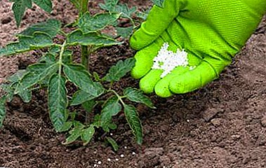 Le principali sottigliezze della concimazione per i pomodori in serra: quando, come e quali fertilizzanti fare?