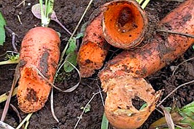 Die wichtigsten Schädlinge der Karotten - Beschreibung, Foto, praktische Empfehlungen zur Bekämpfung