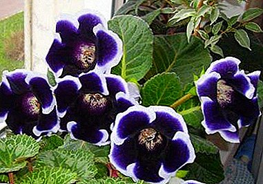 Features gloxinia varieties Kaiser Wilhelm and Friedrich: characteristics and description with photo