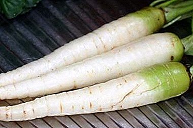 Features and characteristics of white carrots: a description of popular varieties and cultivation rules. Useful tips
