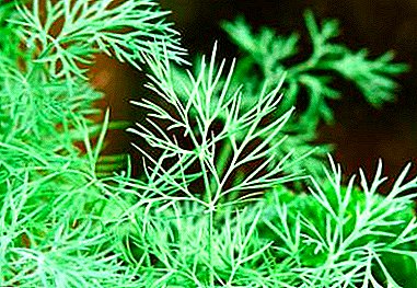 Features and characteristics of dill variety Alligator. Growing tips and other practical advice