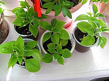 Features and rules for breeding balsam cuttings at home