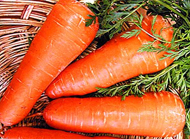 Características de las zanahorias bolteks. Cultivo agrícola, especies similares.