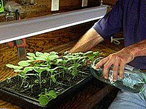 Features feeding eggplant seedlings at home and in the open field than to feed for growth, how to fertilize before and after picking