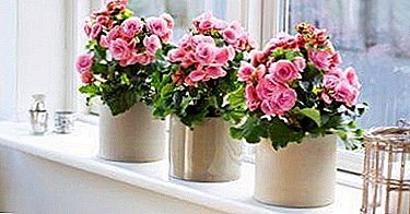 Features planting begonias in the pot. Why is it so important to choose the right capacity?