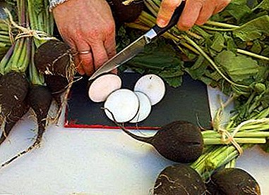 Features of planting black radish in the open field and greenhouse