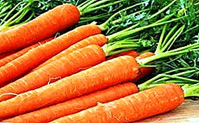 रोपण और बढ़ती गाजर की विशेषताएं