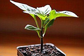 Vlastnosti výsadby papriky pre sadenice vo februári: keď je lepšie zasadiť semená, ako sa starať o sadenice, prvé kŕmenie