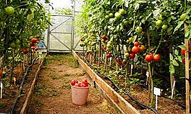 Features planting tomatoes in polycarbonate greenhouses
