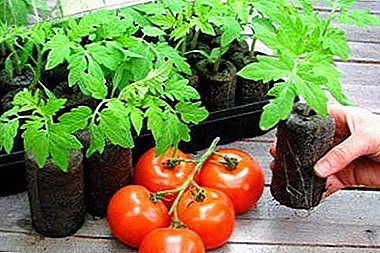 Features planting tomatoes in peat tablets - the pros and cons of this method of cultivation, the rules for further care