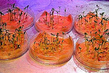 Funktioner som planterar groddfrön av tomater. Hur man undviker eventuella misstag?