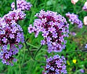 Features of planting vervain and requirements for her care