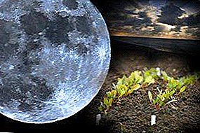 Kenmerken van het zaaien van aubergines voor zaailingen op de maankalender: gunstige en verboden dagen voor het planten, hoe zaden te bereiden