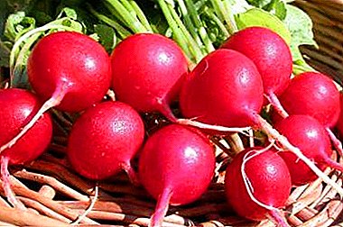 Presenta variedades de rábano "Saksa RS" y consejos para cultivarlo. Foto vegetal