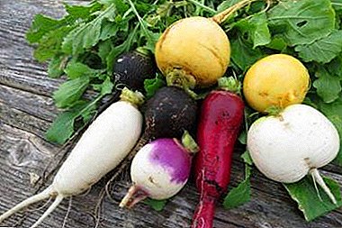 Features turnips black, green, yellow and white. Useful and healing properties