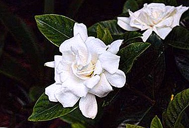 Funksjoner omsorg for gardenia: hvorfor planten ikke blomstrer og hva skal man gjøre med utseende av knopper?