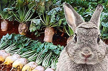 Характеристики на използването на фуражни животни от цвекло - възможно ли е да се даде на зайци, пилета, кози и други говеда?