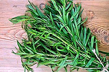 Features vegetative reproduction of tarragon: cuttings, layering and dividing the bush