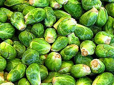 Features of the cultivation of Brussels sprouts in the open field: what kind of care does the plant need?