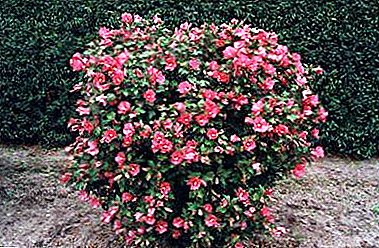 Caracteristicile cultivării hibiscusului siriac, regulile de plantare și îngrijire în câmp deschis