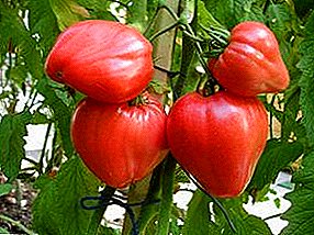 Características de cultivo e características de grandes variedades de tomate de alto rendimento "Milagre da Terra"