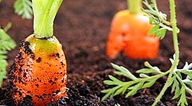 Features of growing carrots in the Moscow region and the whole of central Russia. When to plant a vegetable?