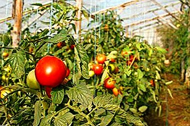 Egenskaber ved voksende tomater i drivhuset og en beskrivelse af egnede sorter