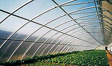 Features of growing tomatoes in greenhouses made of polycarbonate. What varieties of tomatoes in them is better to plant?