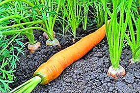 Características del cultivo de zanahorias tempranas en el invernadero.