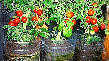 Caractéristiques de plants en croissance de tomates en bouteilles de cinq litres et autres sans cueillette
