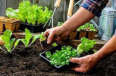 成長しているレタスの特徴 - 植栽と手入れの規則、病気や害虫と戦うための措置